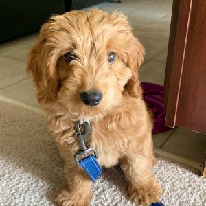 Best Doodle Rescue In Colorado Top Picks 2021 We Love Doodles