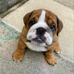 pedigree bulldog puppies for sale