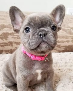 Best French Bulldog Rescues In Arizona 2021 We Love Doodles