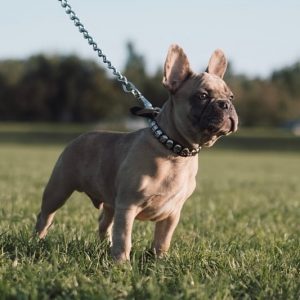 9 Best French Bulldog Breeders In Texas 2021 We Love Doodles