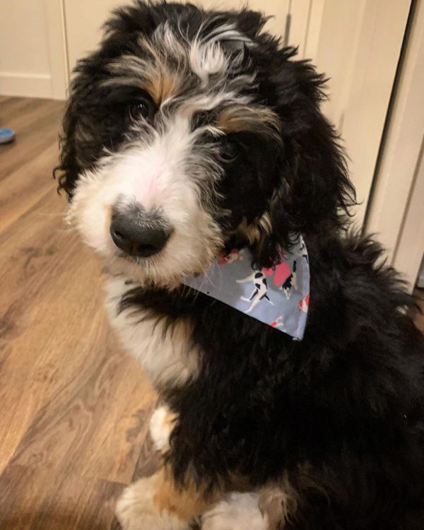 teddy bear bernedoodle full grown