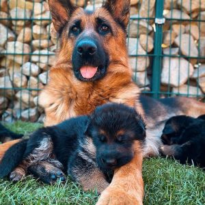 6 Best German Shepherd Breeders In Texas 2021 We Love Doodles