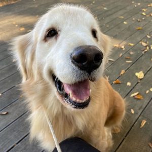 Golden retriever adopție ohio