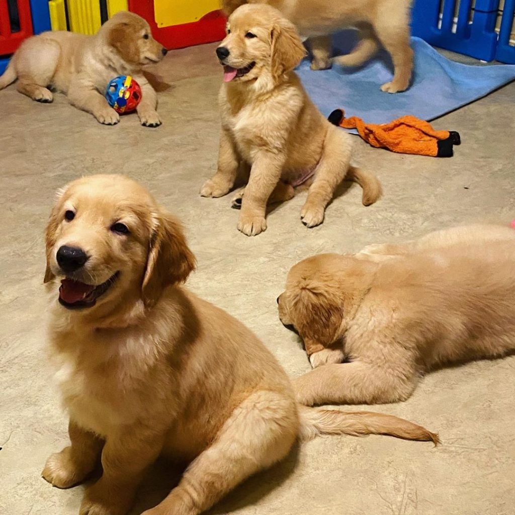 7 Best Golden Retriever Breeders in Texas!