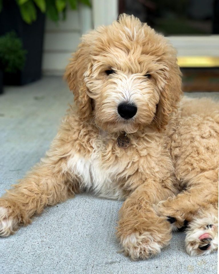 Why is Your Goldendoodle Barking And How To Stop It?