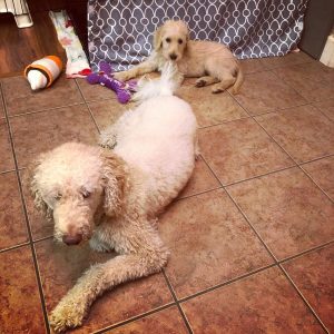 Doodle Rescues In Texas Top 6 Picks 2021 We Love Doodles