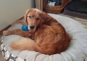 golden Treasures Golden Retriever Rescue Ohio