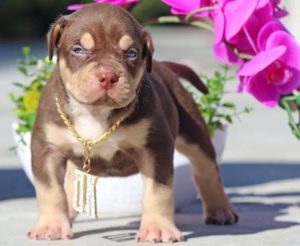 6 Best Pitbull Breeders In California Top Picks 2021 We Love Doodles