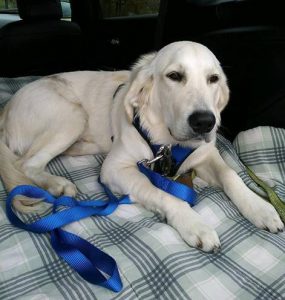 Golden Retriever Rescue Resource (GRRR)