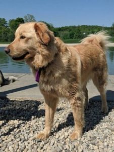 Golden Retriever de Resgate e Adoção de Cães Carentes (GRRAND)