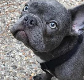 ethical french bulldog breeders