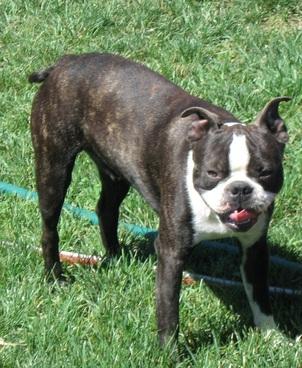 Boston Terrier Breeders in California – Top 6 Picks!