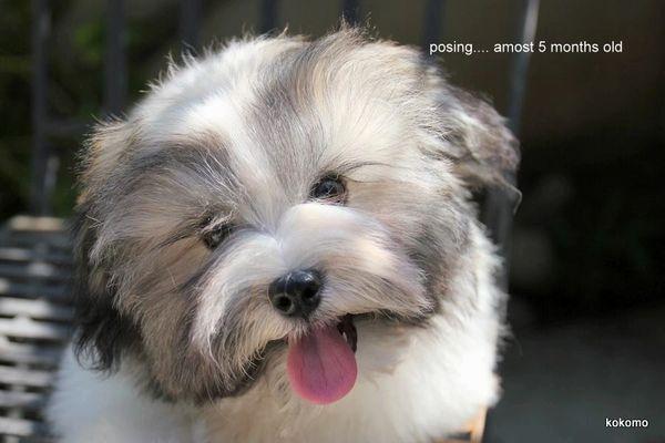 8 Best Havanese Breeders in California!