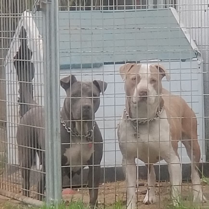 Best Dog Kennels for Pitbulls Top 8 Picks! (2023) We Love Doodles