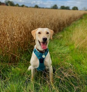 Labrador Breeders In California Top Picks 2021 We Love Doodles