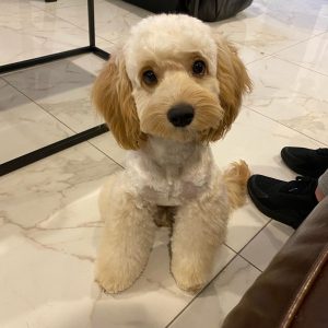 maltipoo lamskapsel