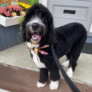 medium bernedoodle size