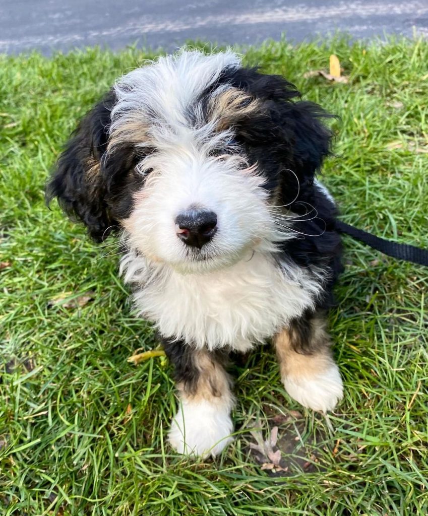 10 Best Mini Bernedoodle Breeders in the U.S. (2024) - We Love Doodles