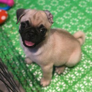 How Much Does Pug Puppies Cost