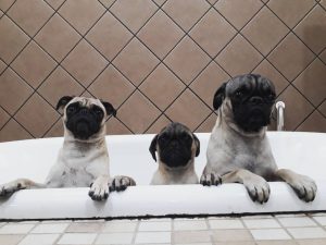 8 Best Pug Breeders In Texas 21 We Love Doodles