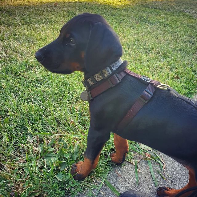 6 Best Doberman Breeders in Texas!