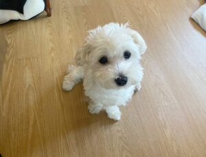 puppyspot maltese texas