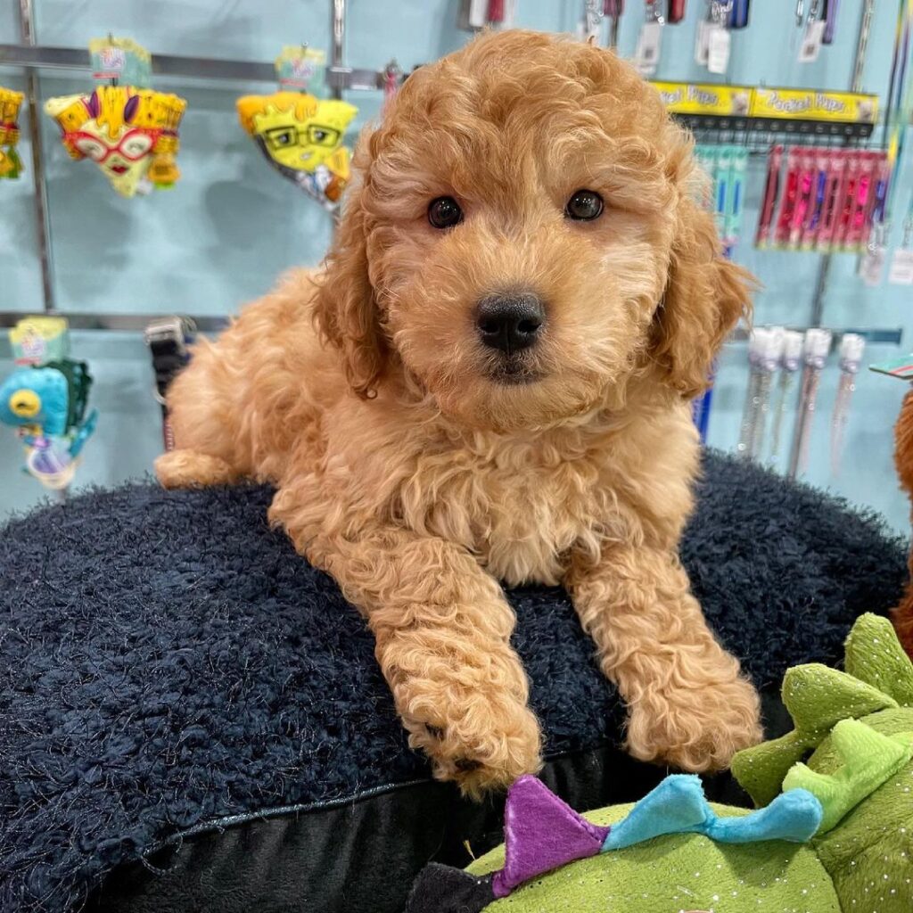 10 Best Mini Goldendoodle Breeders in the United States! (2023) We