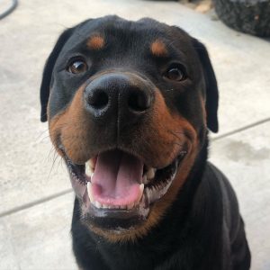 scottys rottweiler ranch