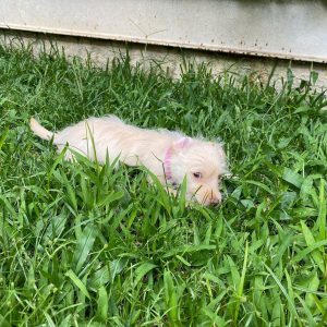 Why Is My Dog Eating Grass All Of A Sudden 2021 We Love Doodles