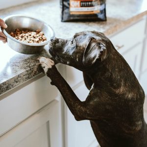 dog eating from a stainless steel bowl