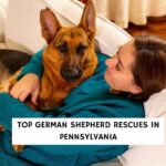 Top German Shepherd Rescues in Pennsylvania
