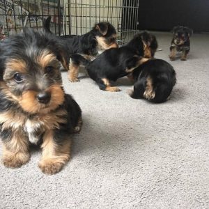 yorkie puppies for sell