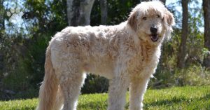 Señales de envejecimiento a buscar en un Labradoodle