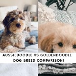Aussiedoodle vs Goldendoodle