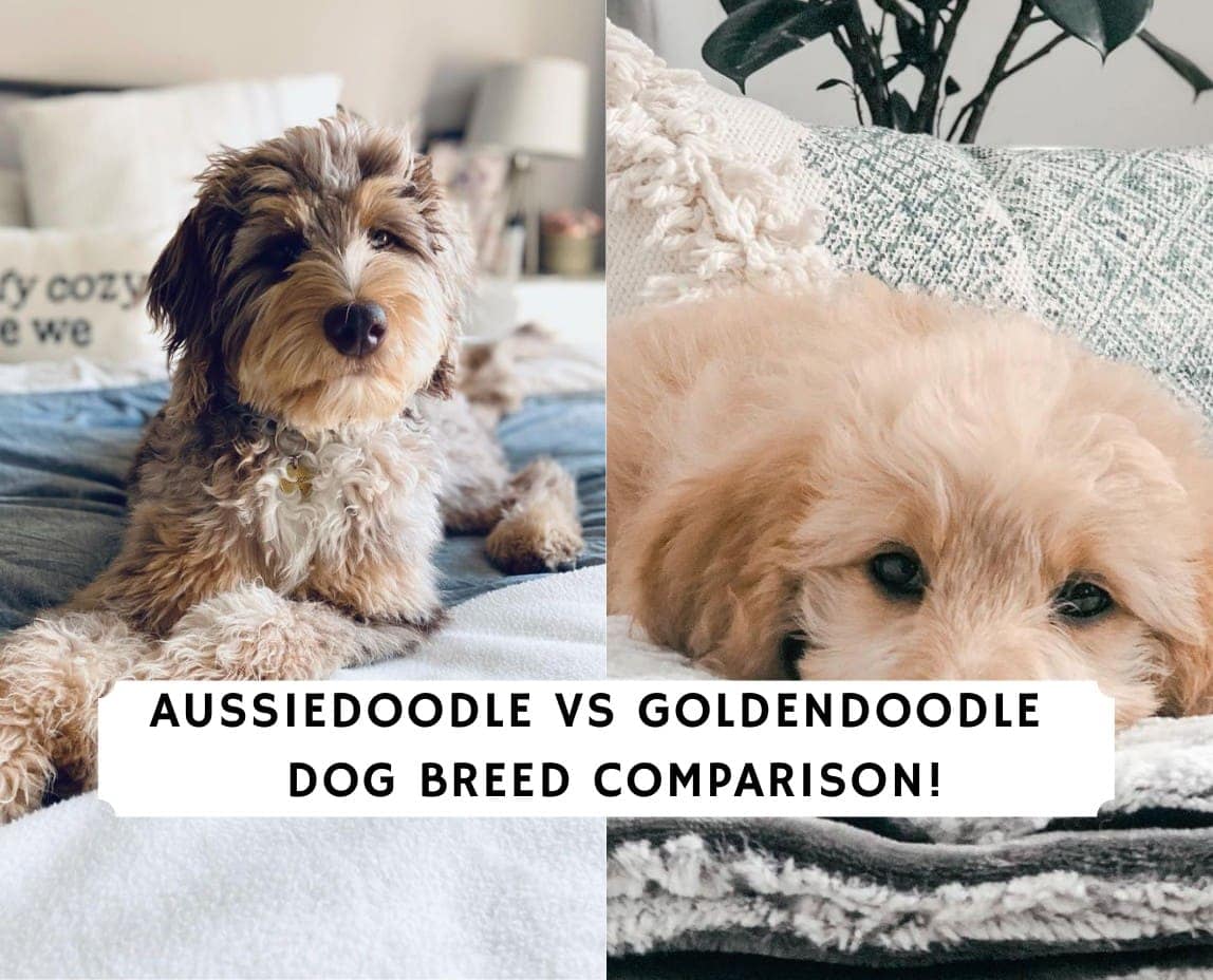 Aussiedoodle vs Goldendoodle - Dog Breed Comparison! (2024) - We Love ...