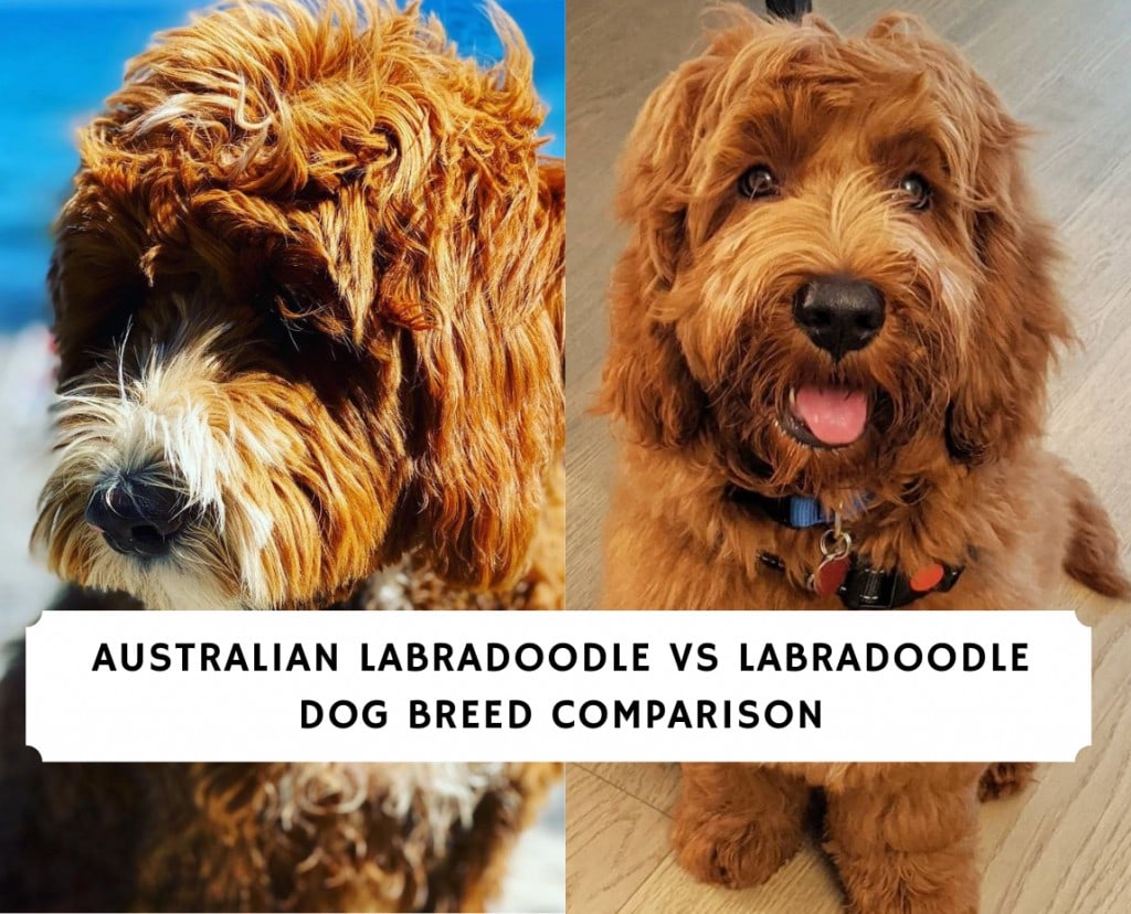 Som svar på bølge Trække ud Australian Labradoodle vs Labradoodle - Dog Breed Comparison (2022) - We  Love Doodles