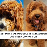 Australian Labradoodle vs LabradoodlE