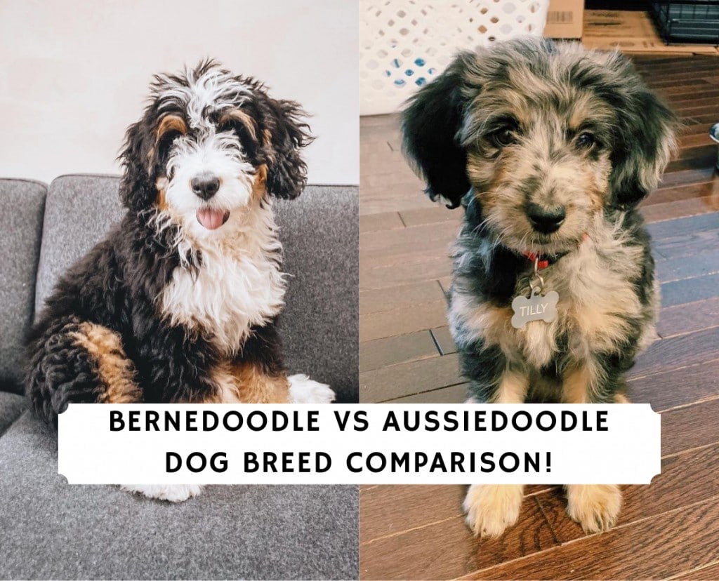 Bernedoodle vs Aussiedoodle