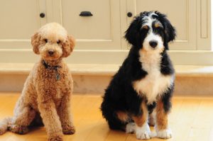 Bernedoodle vs Goldendoodle - Breed Comparison (2021) - We Love Doodles