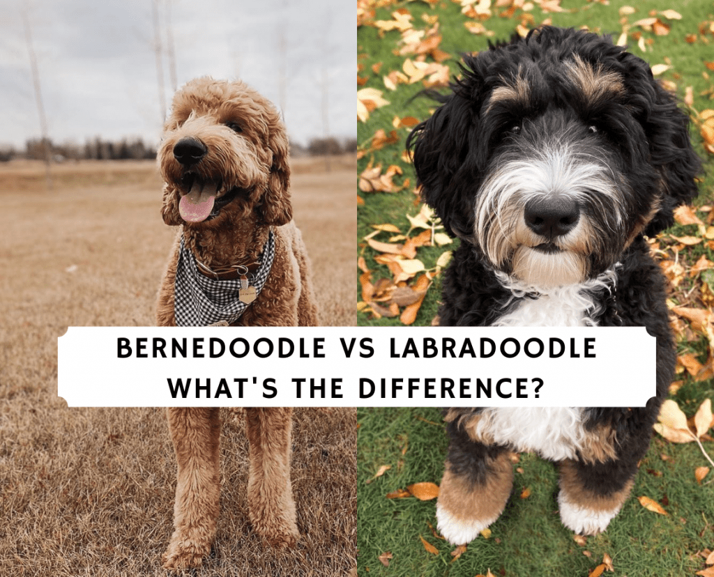 Bernedoodle vs Labradoodle