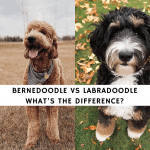 Bernedoodle vs Labradoodle