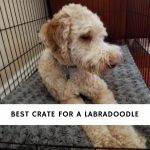 Best Crate for a Labradoodle