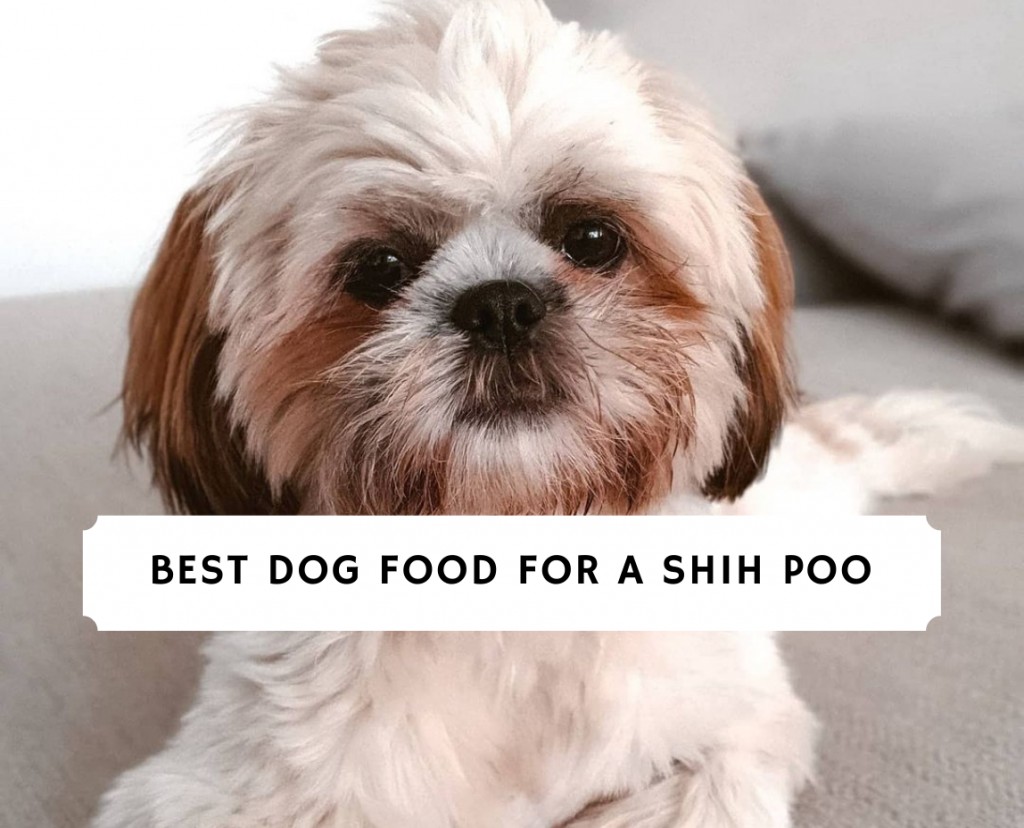 what is the best food for a shih tzu