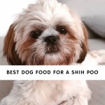 Best Dog Food for a Shih Poo