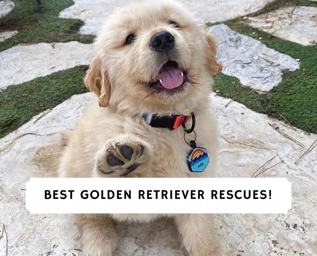 Best Golden Retriever Rescues