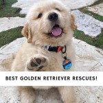 Best Golden Retriever Rescues