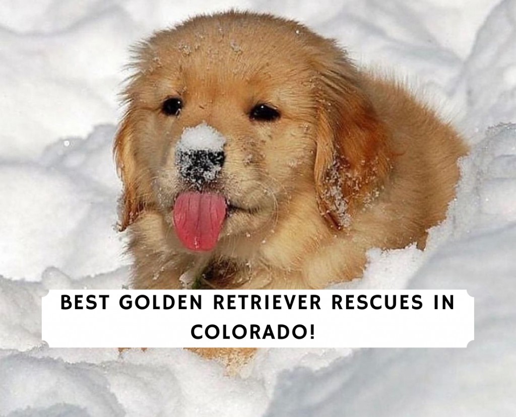 golden retriever freedom rescue colorado