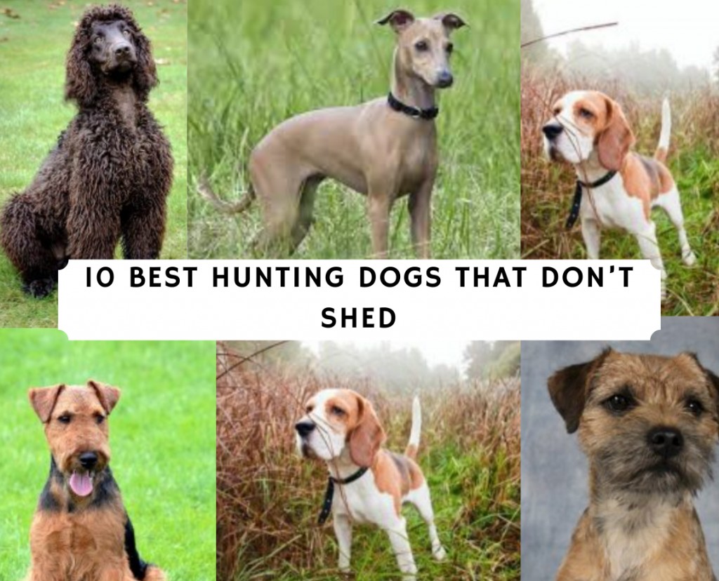 Sporting dogs that dont hot sale shed