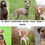 Best Hunting Dogs that Don’t Shed