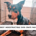 Best Indestructible Dog Crate Pad